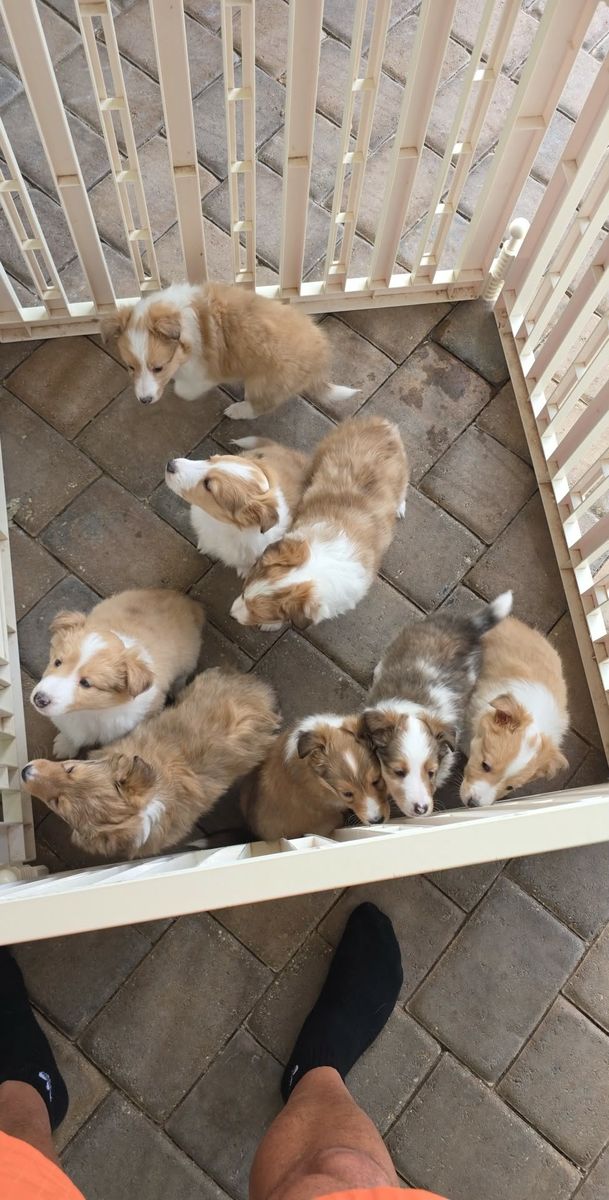 7 sheltie pups