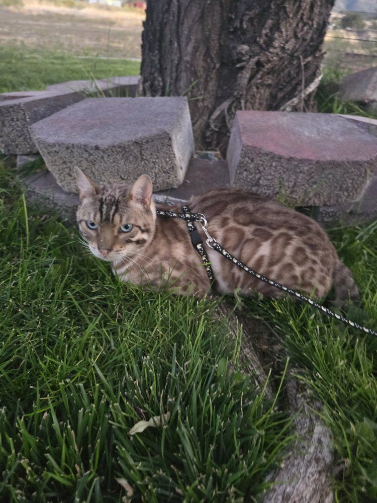 Adult Purebred Bengal cats for adoption