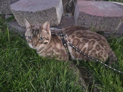 Adult Purebred Bengal cats for adoption