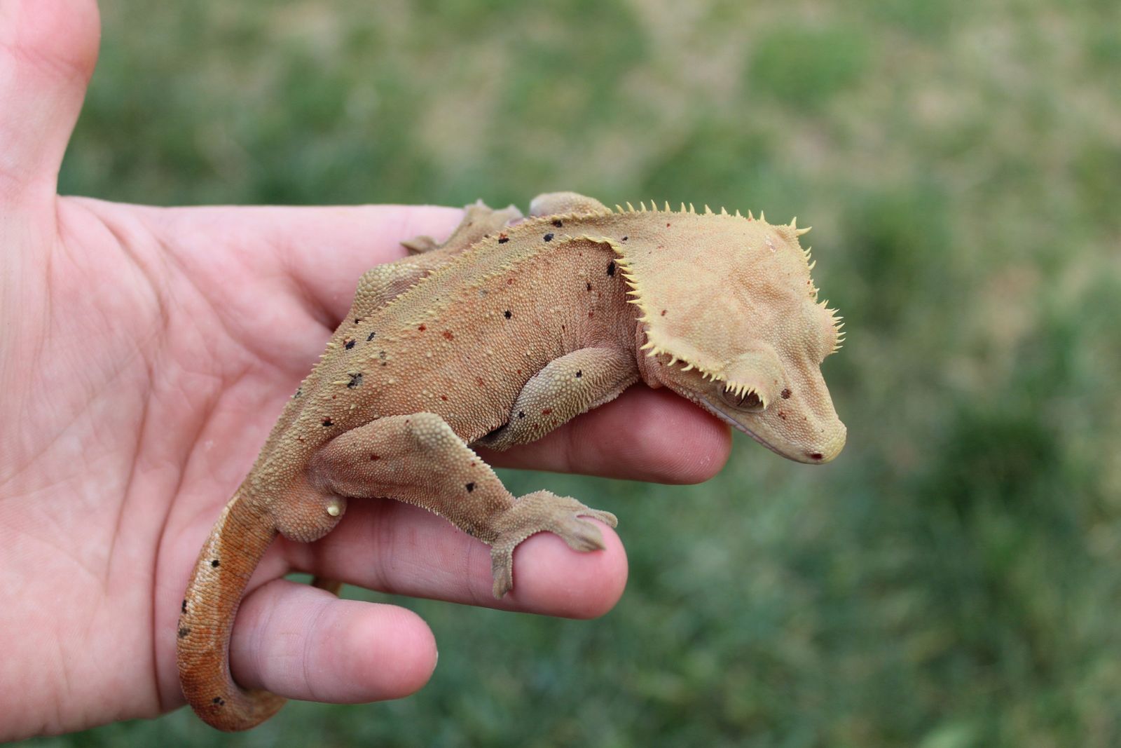 Soft scale Dalmatian crested gecko