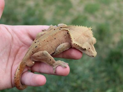 Soft scale Dalmatian crested gecko