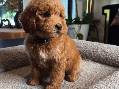Darling 8 Week Old Mini Goldendoodles 18-20 Lbs