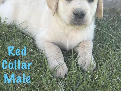 AKC Papered Labrador Retriever (lab) Puppies!