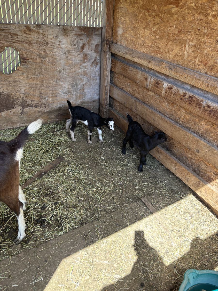 Two baby goats
