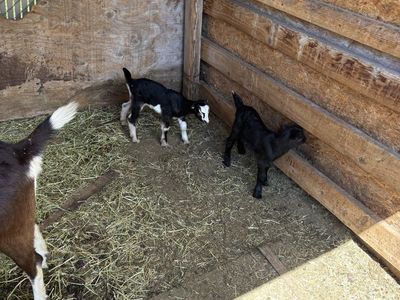 Two baby goats