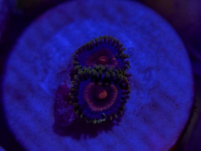 Zoas for sale!!