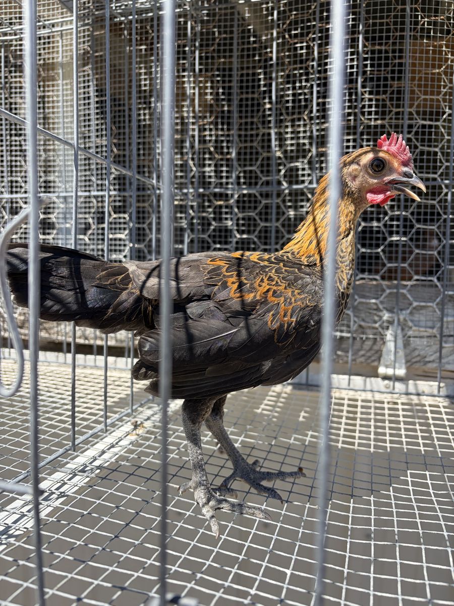 Chickens for Sale - Healthy & Ready for Your Flock