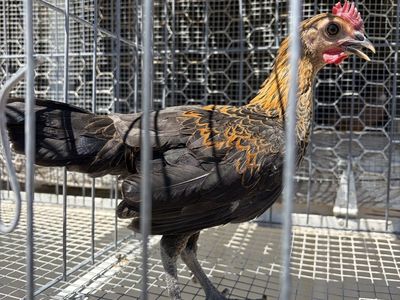 Chickens for Sale - Healthy & Ready for Your Flock