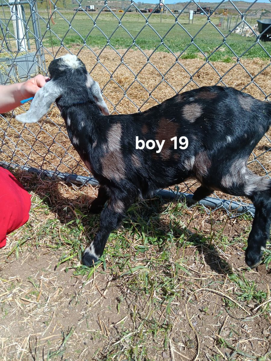 Nubian goat kids