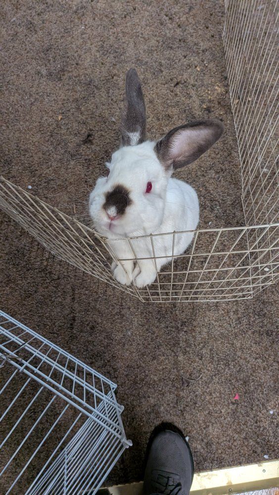 Adult male rabbit