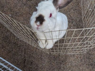 Adult male rabbit