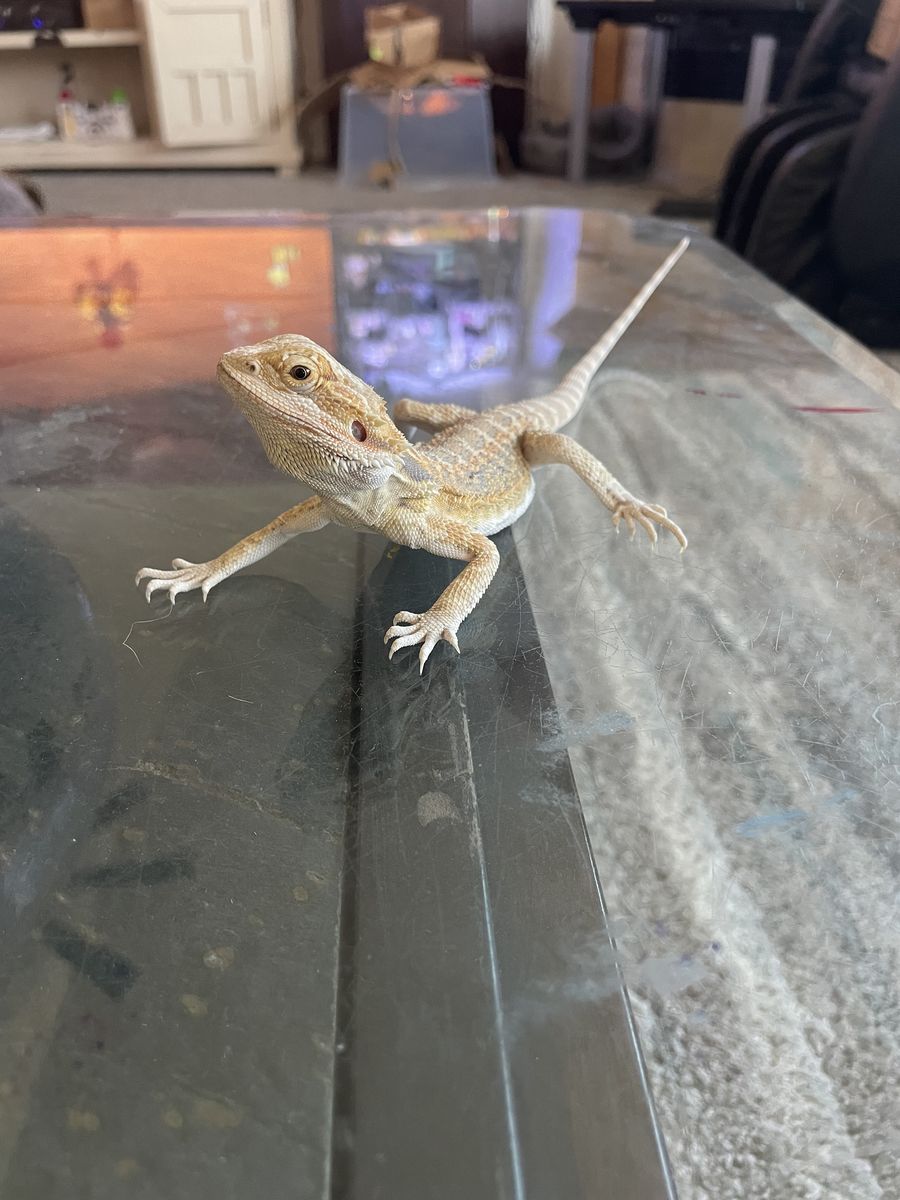 4 month old bearded dragon