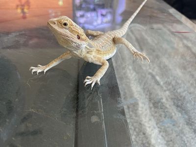 4 month old bearded dragon