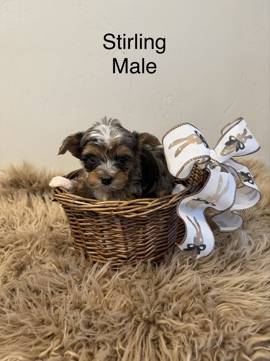 Stunning Yorkie Puppies