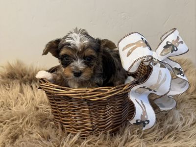 Stunning Yorkie Puppies