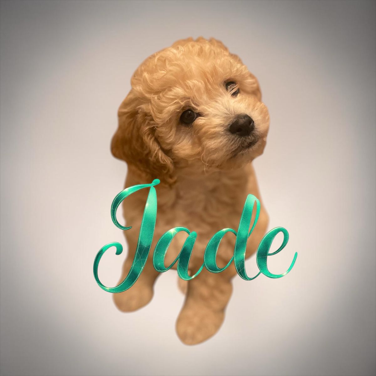 🧸 Goldendoodle Puppies Golden Doodle Now!