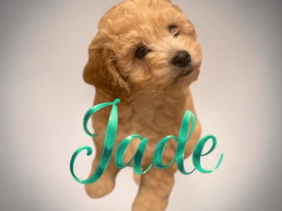 🧸 Goldendoodle Puppies Golden Doodle Now!