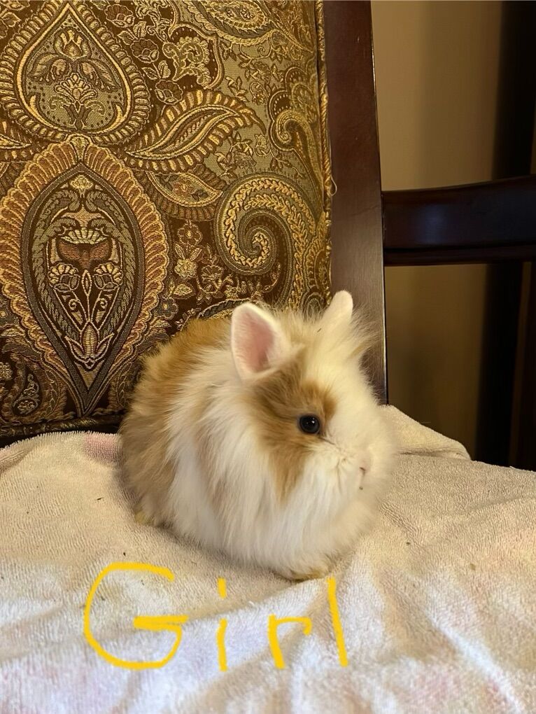 Lionhead Rabbits