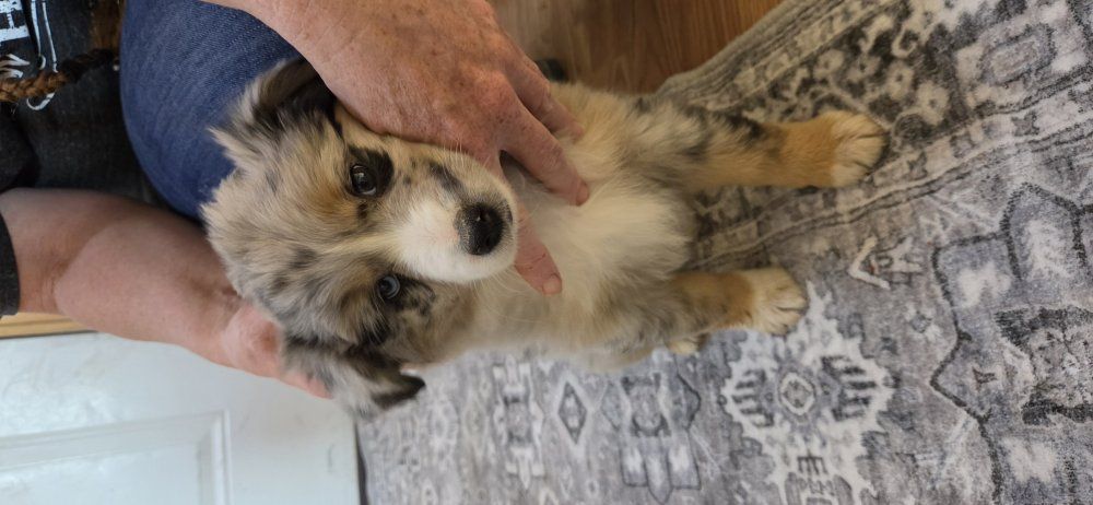 Mini Aussie