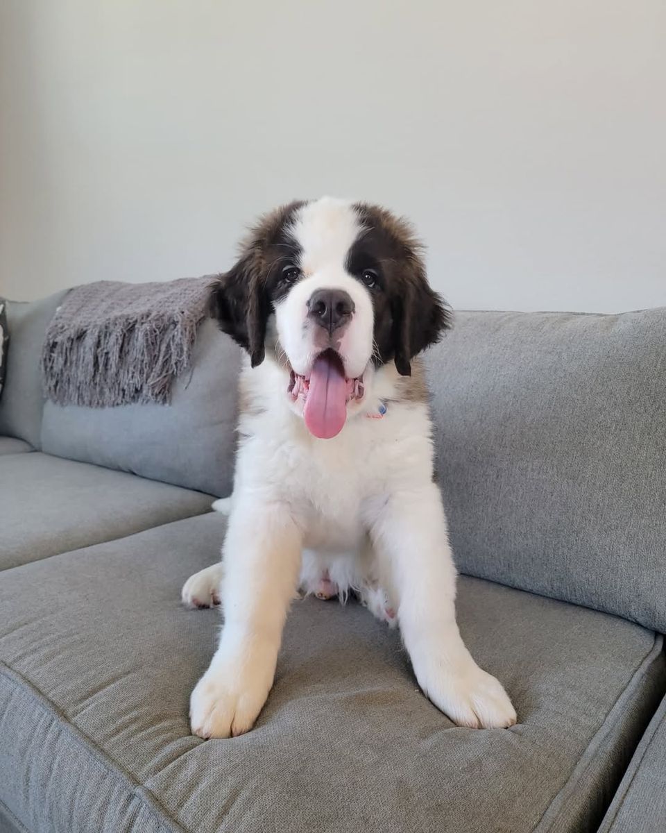 Amazing Saint Bernard