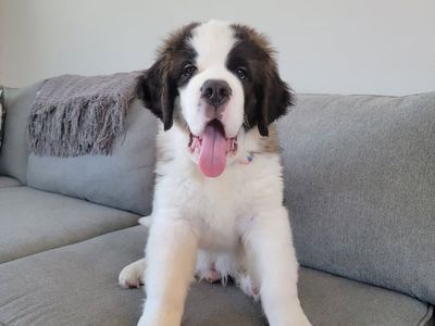 Amazing Saint Bernard