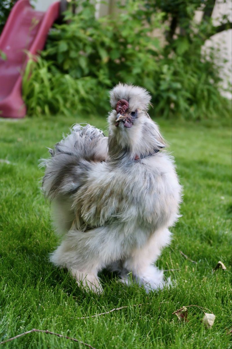 Splash Silkie Rooster
