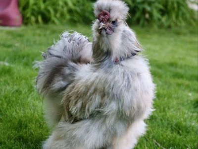Splash Silkie Rooster
