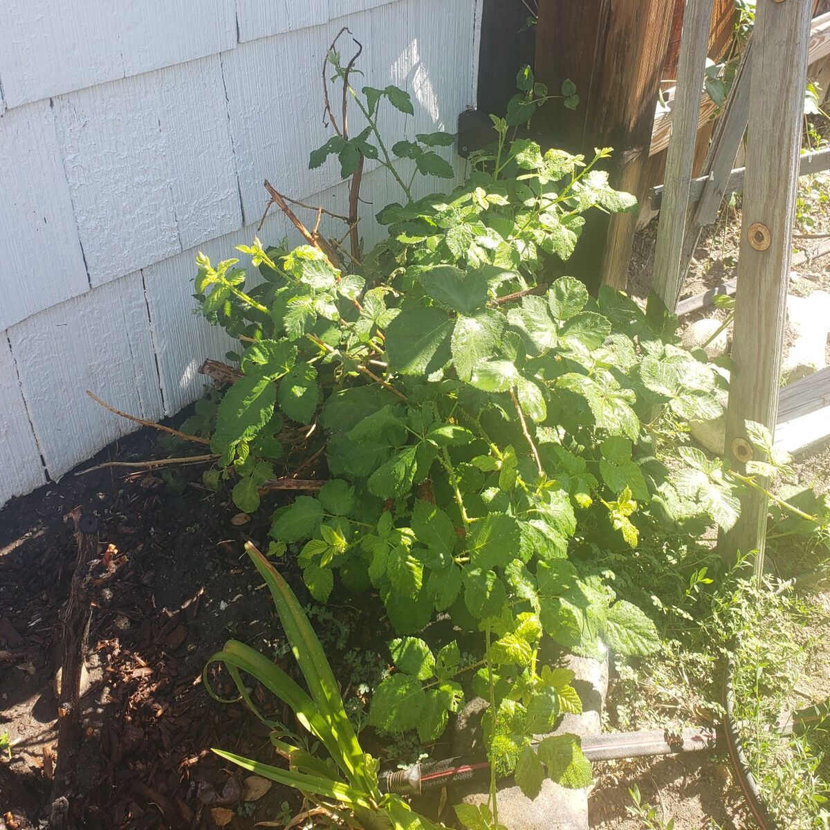 Blackberry Bush Thorned