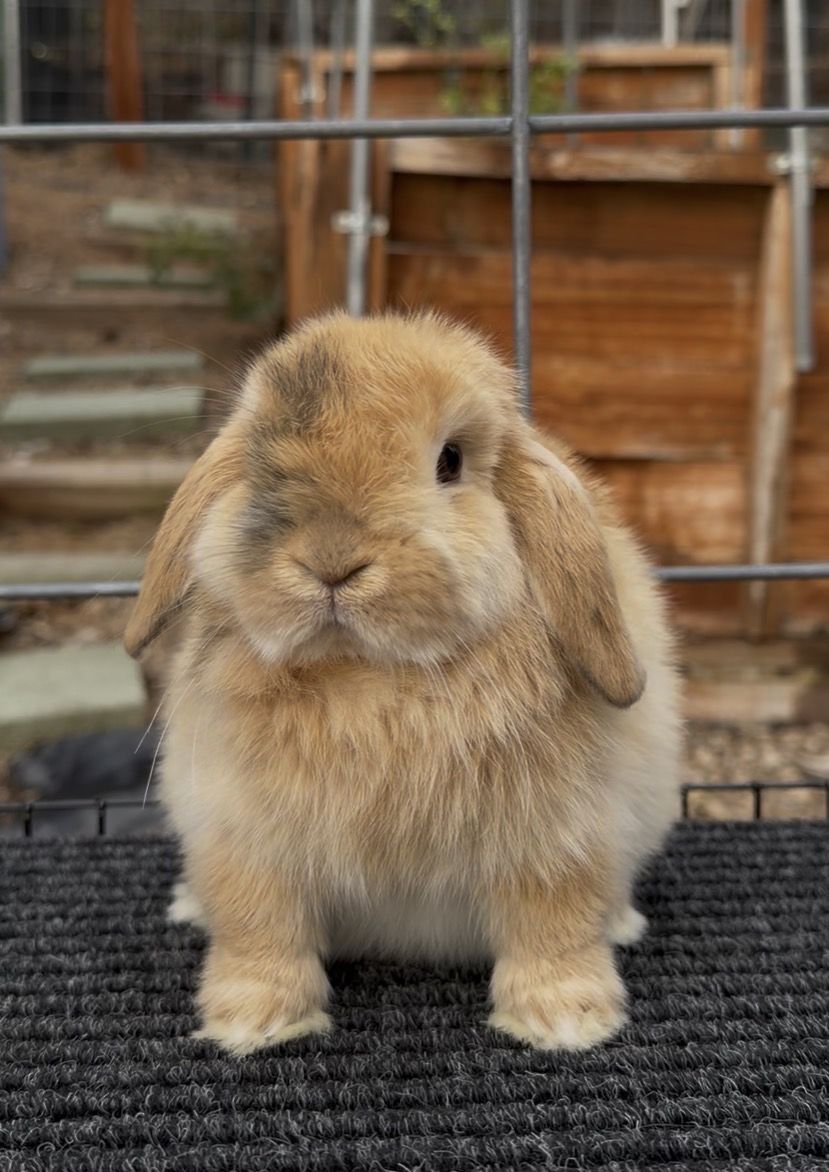 Holland Lop Buck Easter Bunny!