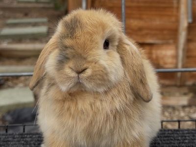 Holland Lop Buck Easter Bunny!