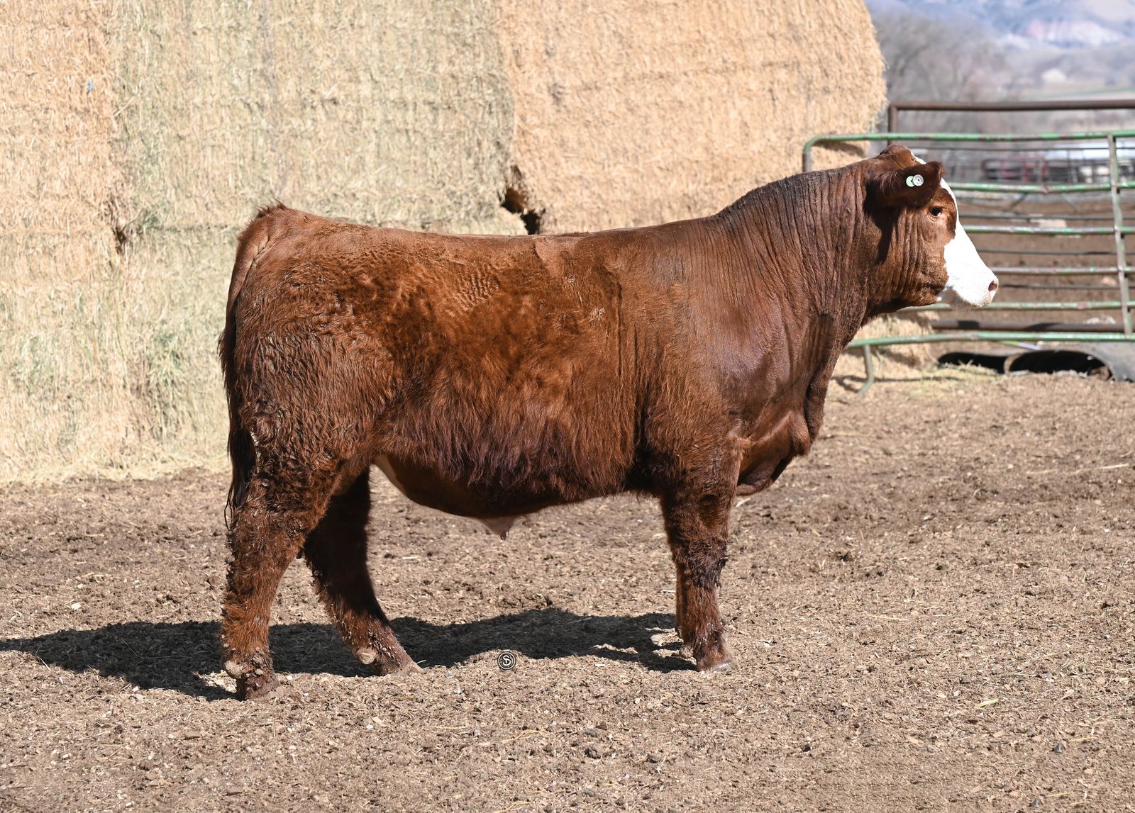Excellent Quality Simmental and SimAngus bulls for Sale