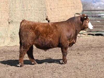 Excellent Quality Simmental and SimAngus bulls for Sale