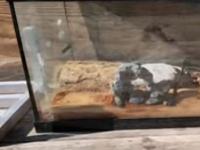 Large Lizard Tank and Stand