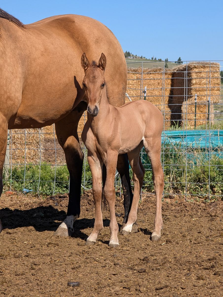 Bay Dun weanling Stud AQHA, Reminic Black Weasel Snipper Music