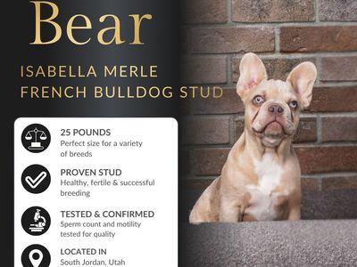 Isabella Merle French Bulldog Stud Service – Champion Bloodline – Rare Genetics