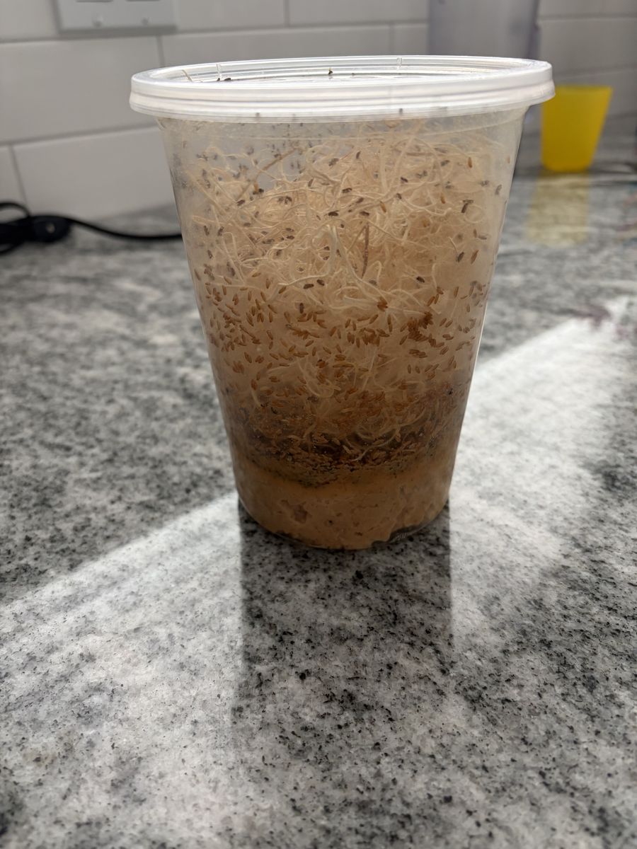 Flightless fruitflies