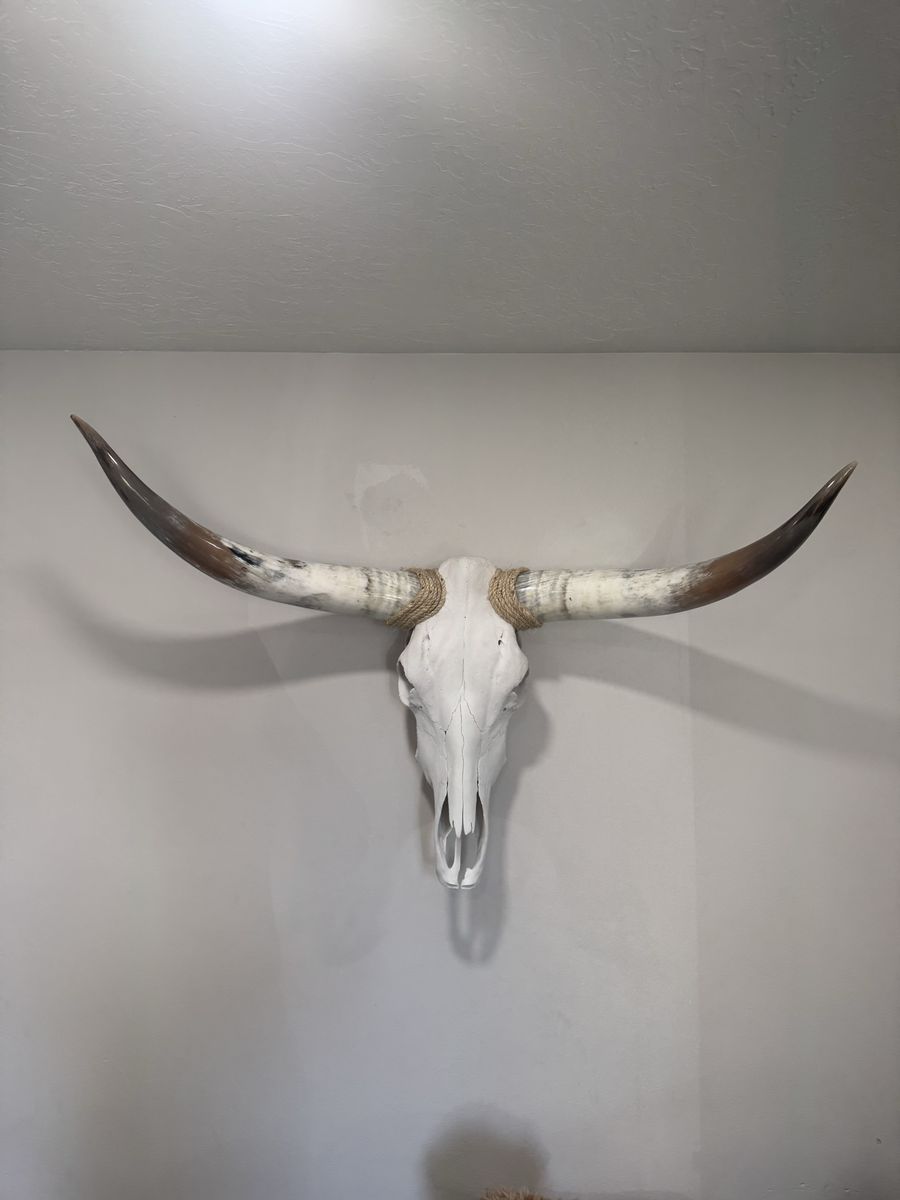 Genuine Texas longhorn polished