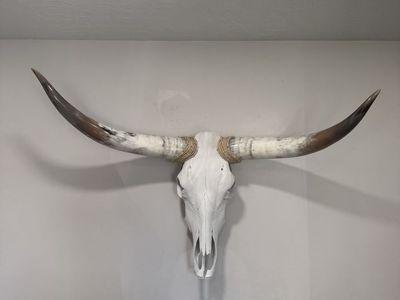 Genuine Texas longhorn polished