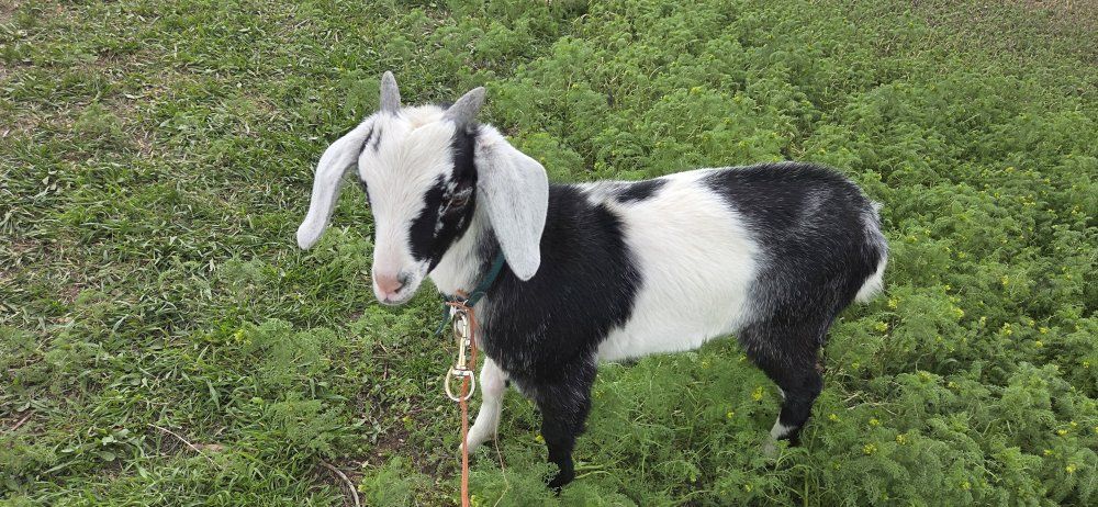 Mini Nubian Buckling