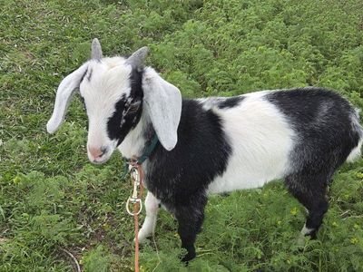 Mini Nubian Buckling