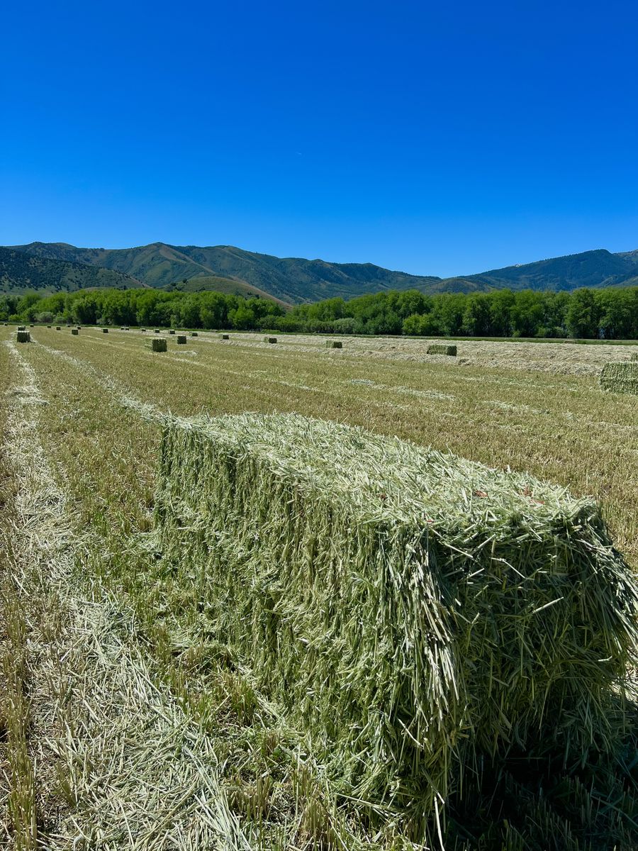 3-Way Hay