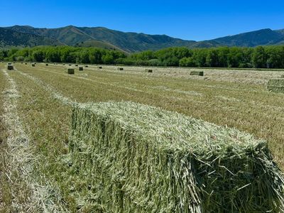 3-Way Hay