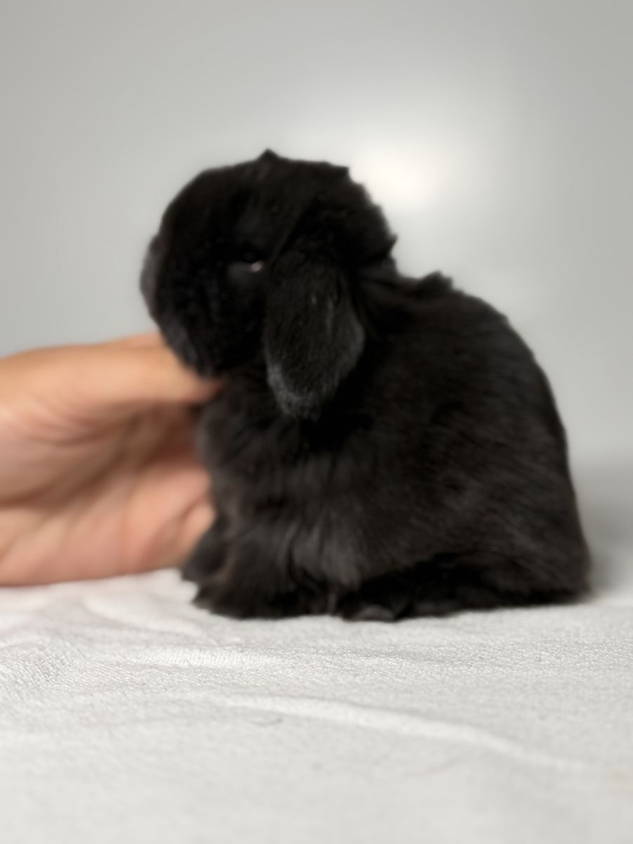 Holland Lop Doe