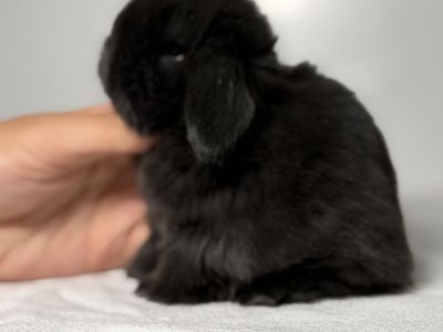 Holland Lop Doe