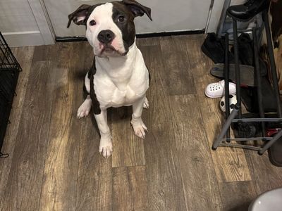 American bully puppies.