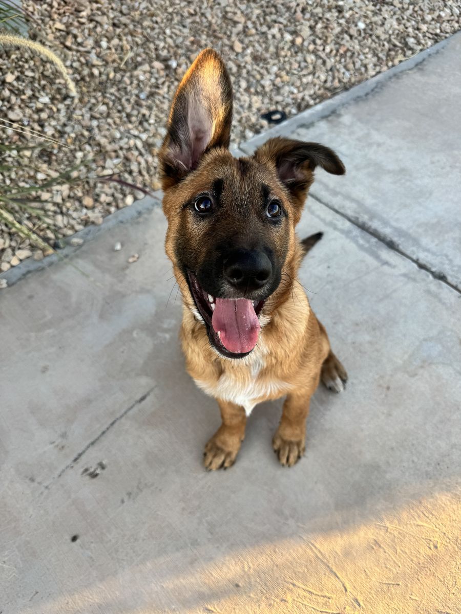 Belgian Malinois