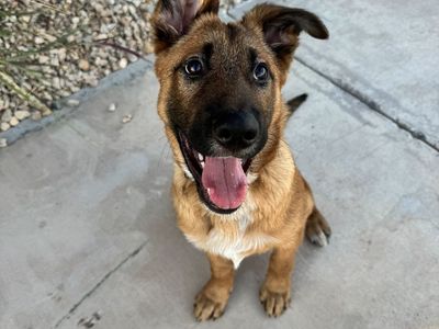 Belgian Malinois