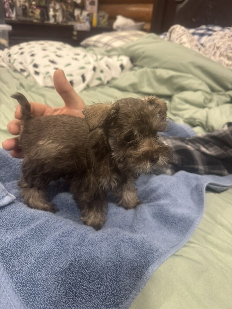 AKC Mini Schnauzer Puppies Tea Cup Size