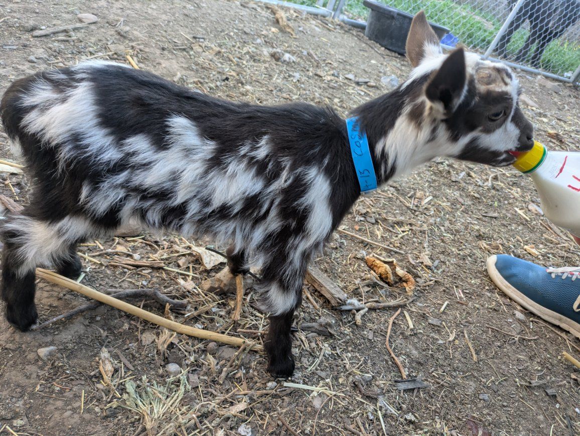 Nigerian dwarf goat buckling