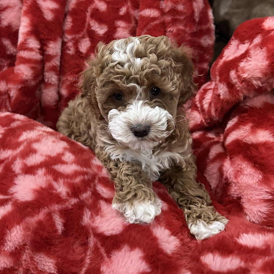 Darling Cavapoo puppies